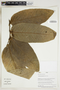 Hirtella physophora image