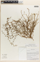 Pectocarya lateriflora image