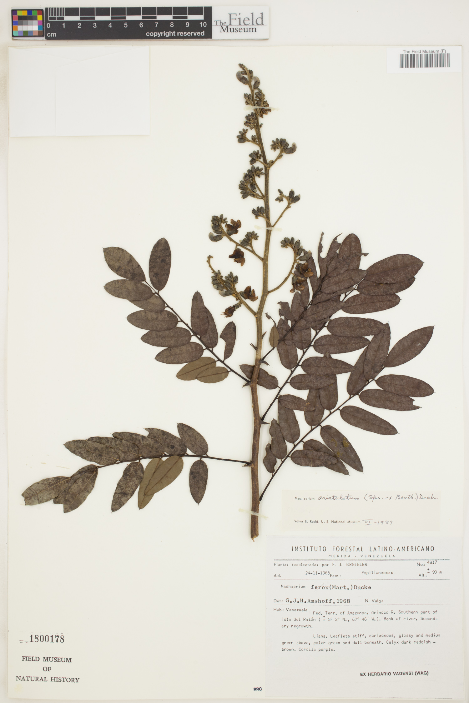 Machaerium aristulatum image