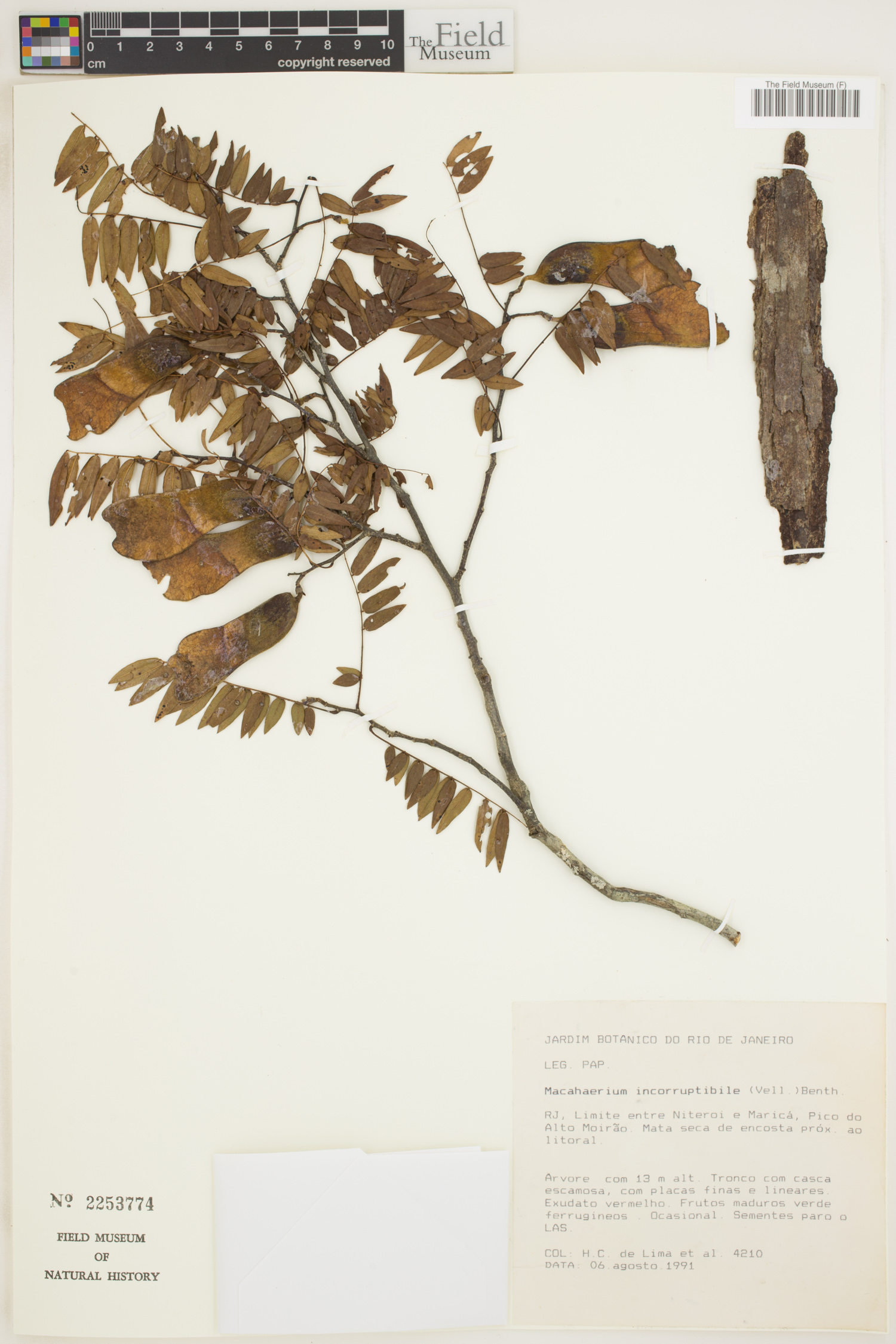 Machaerium incorruptibile image