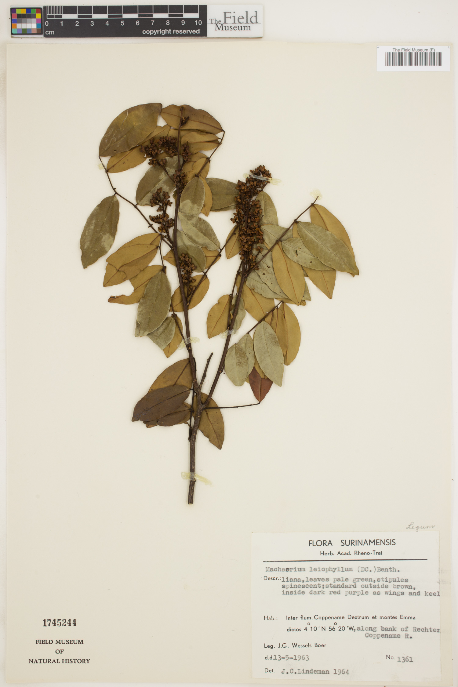 Machaerium leiophyllum image
