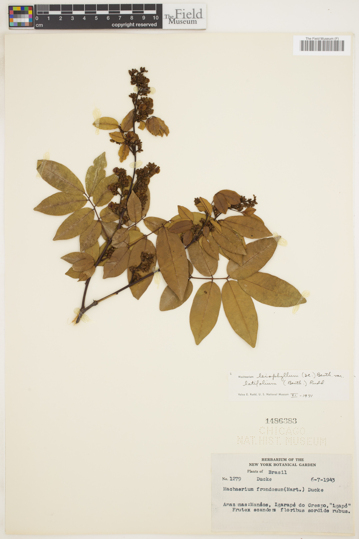 Machaerium leiophyllum var. latifolium image