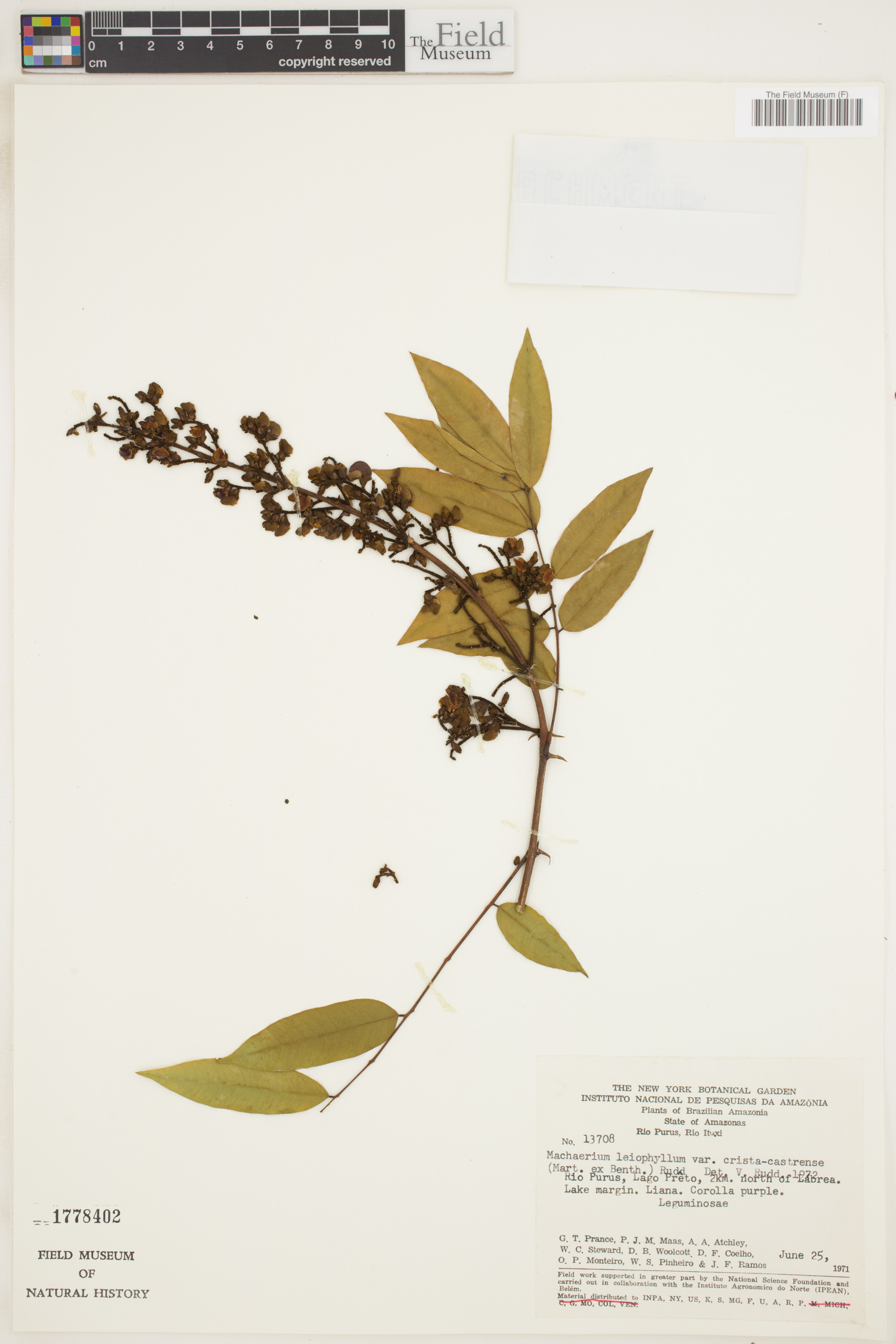 Machaerium leiophyllum var. crista-castrense image