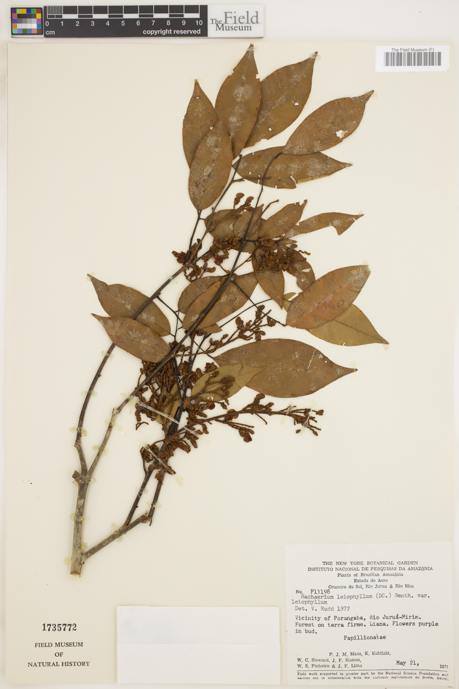 Machaerium leiophyllum image