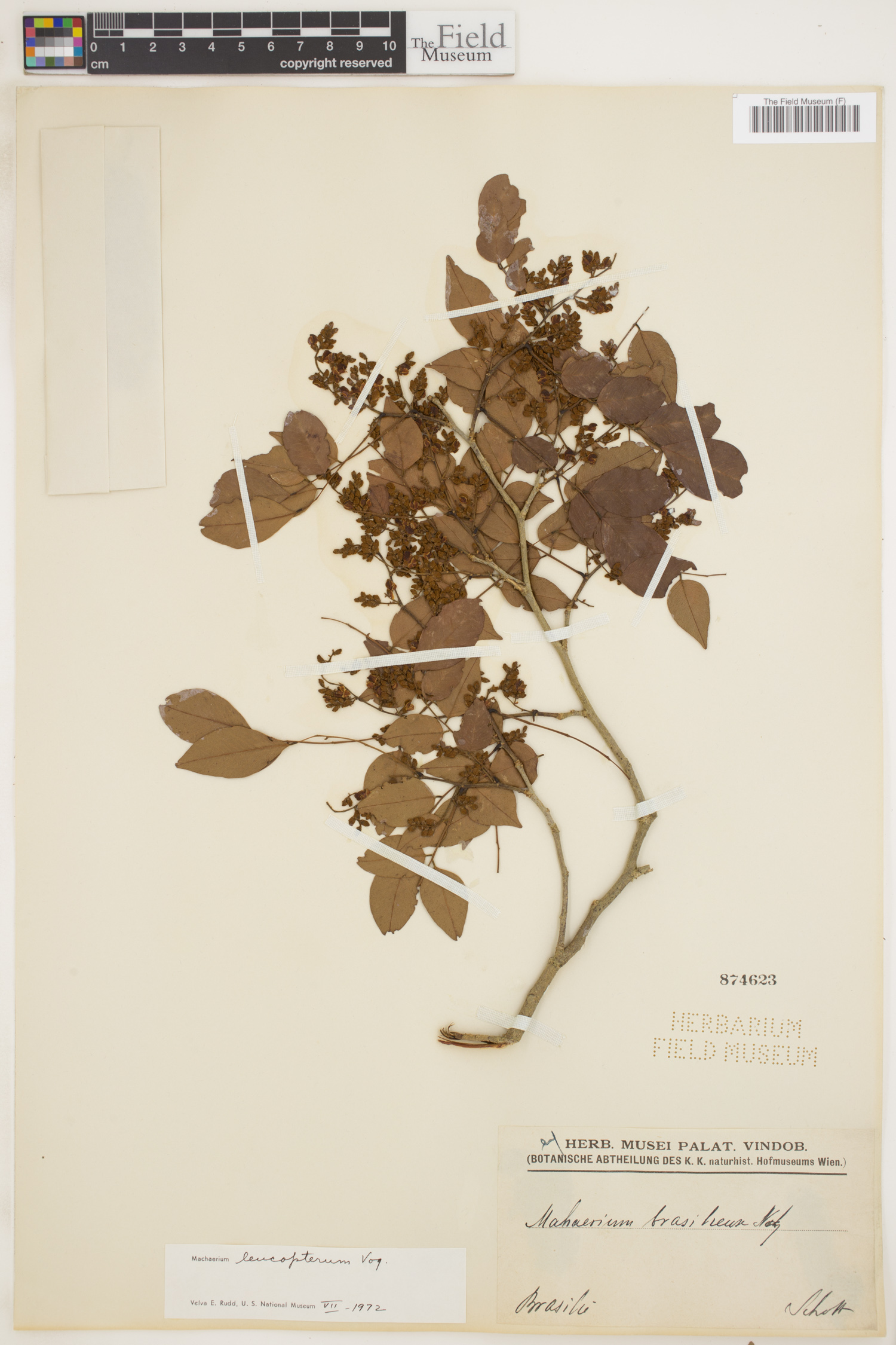 Machaerium leucopterum image