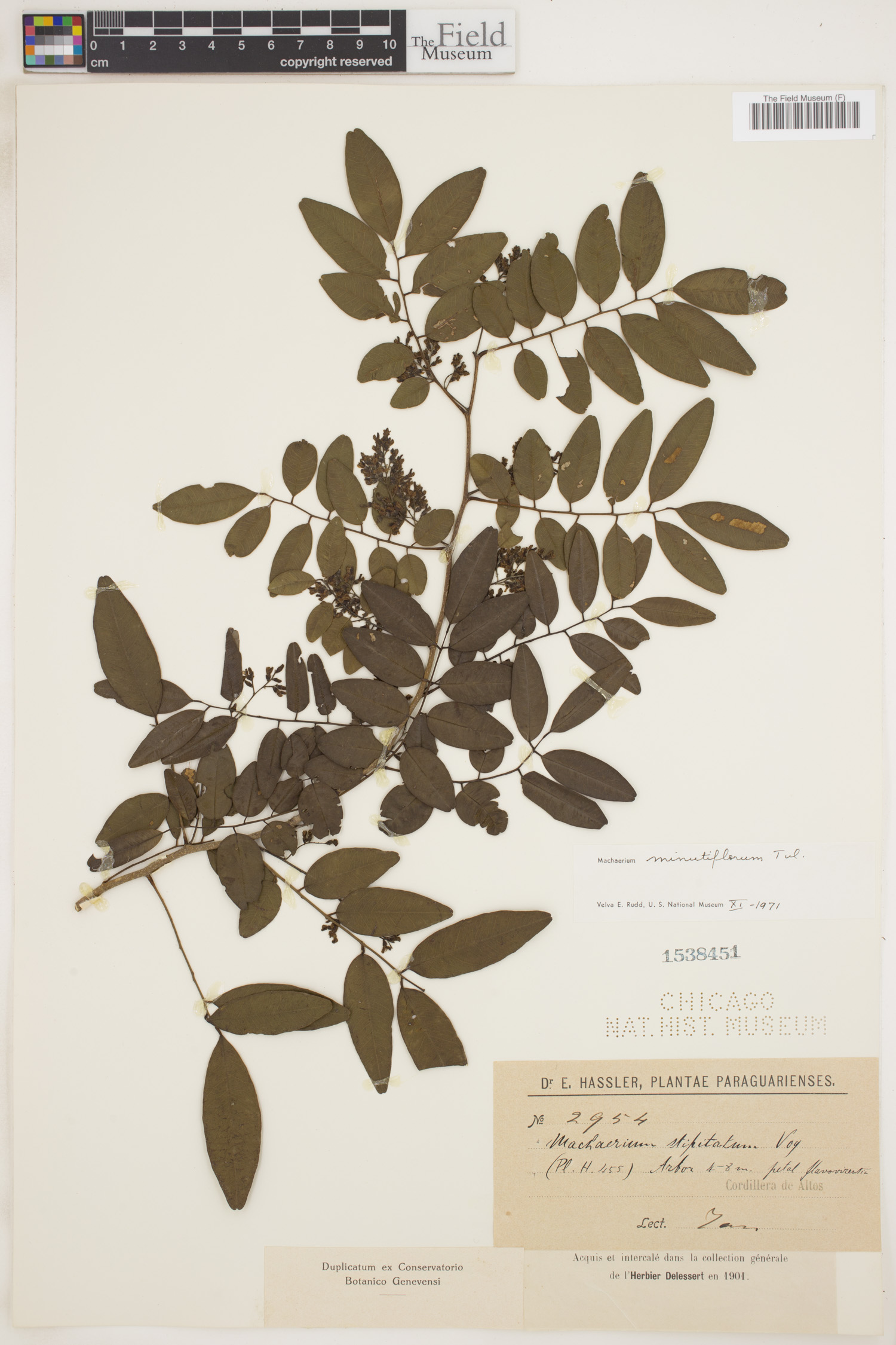 Machaerium minutiflorum image
