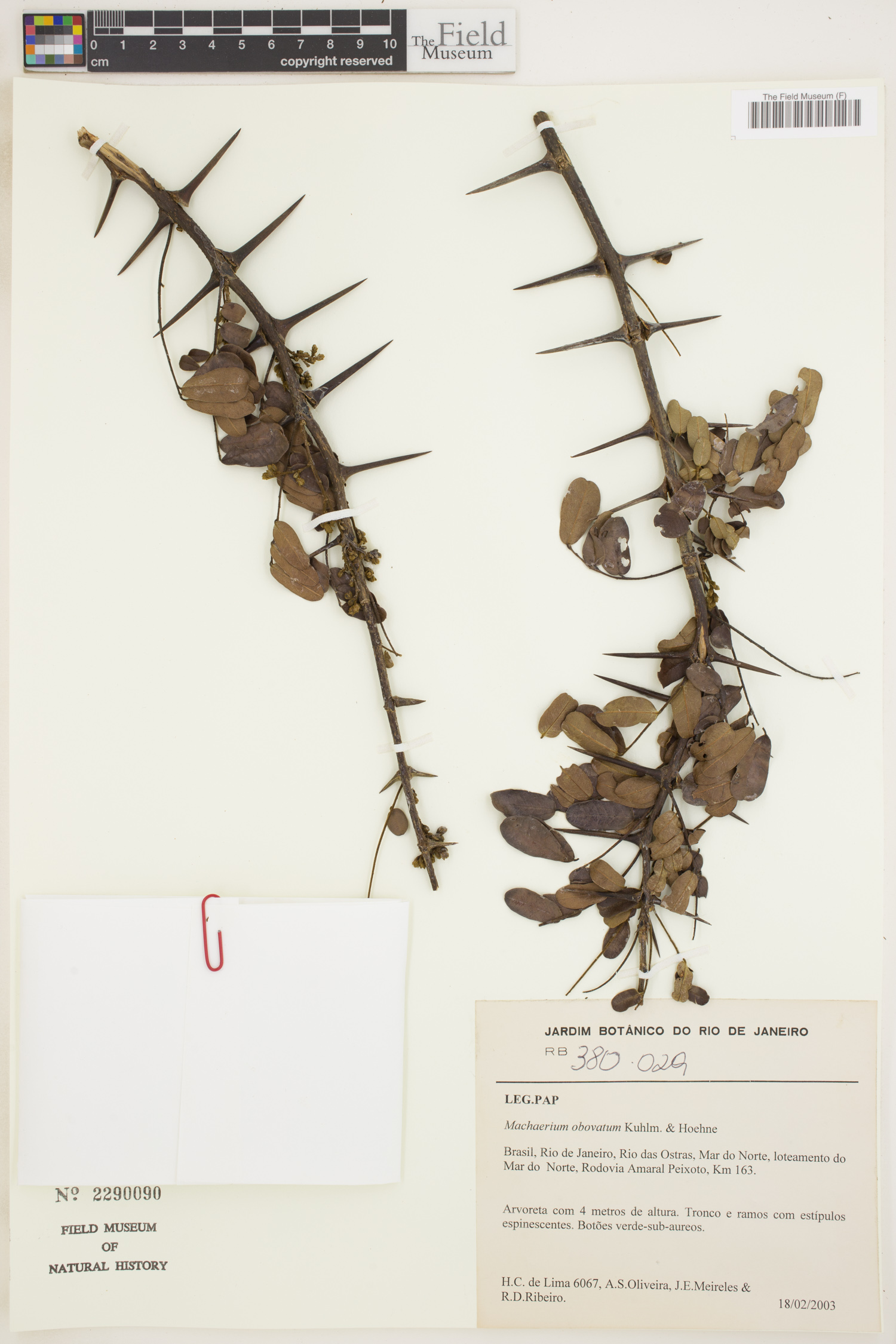 Machaerium obovatum image
