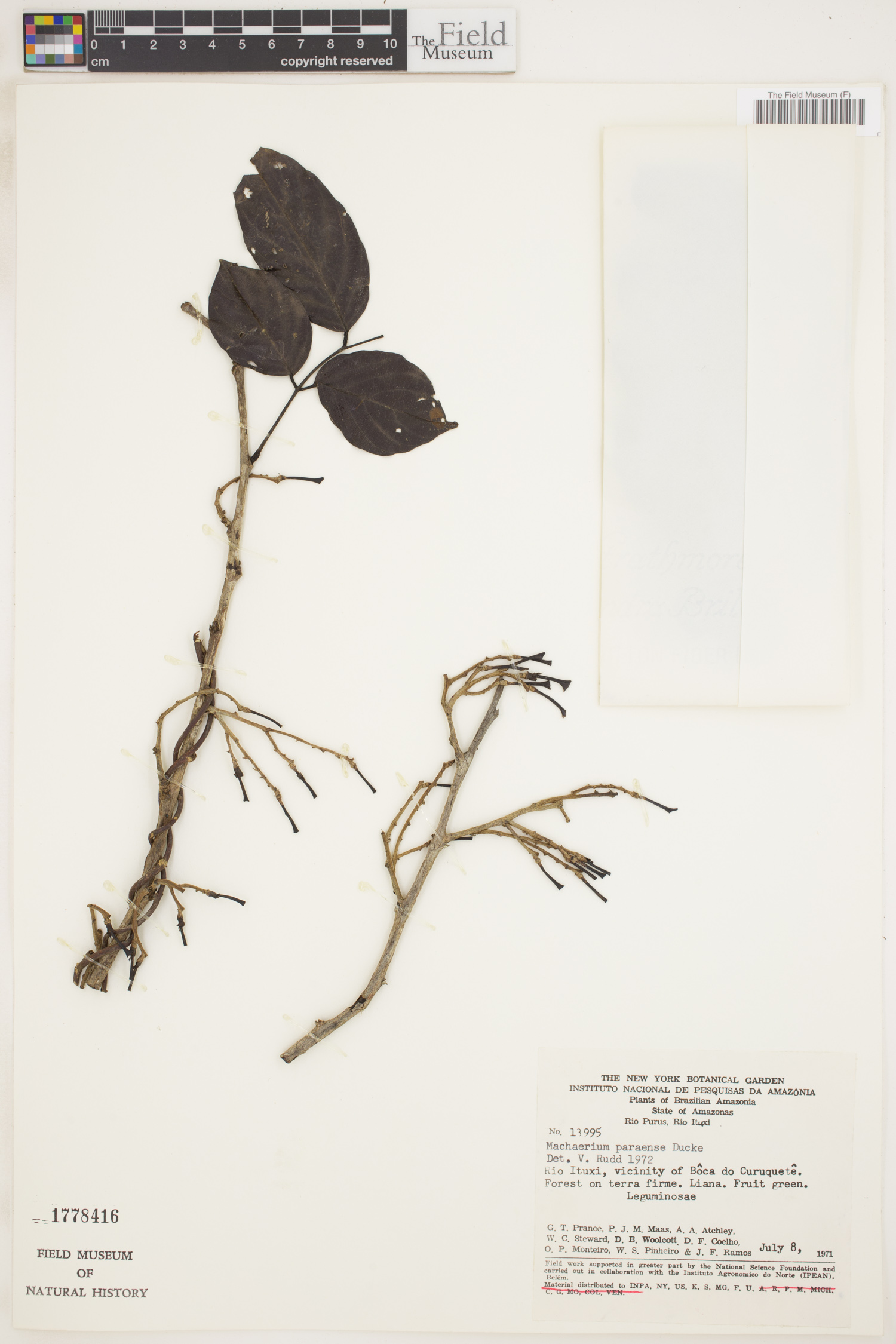 Machaerium paraense image