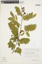 Machaerium leiophyllum var. latifolium image