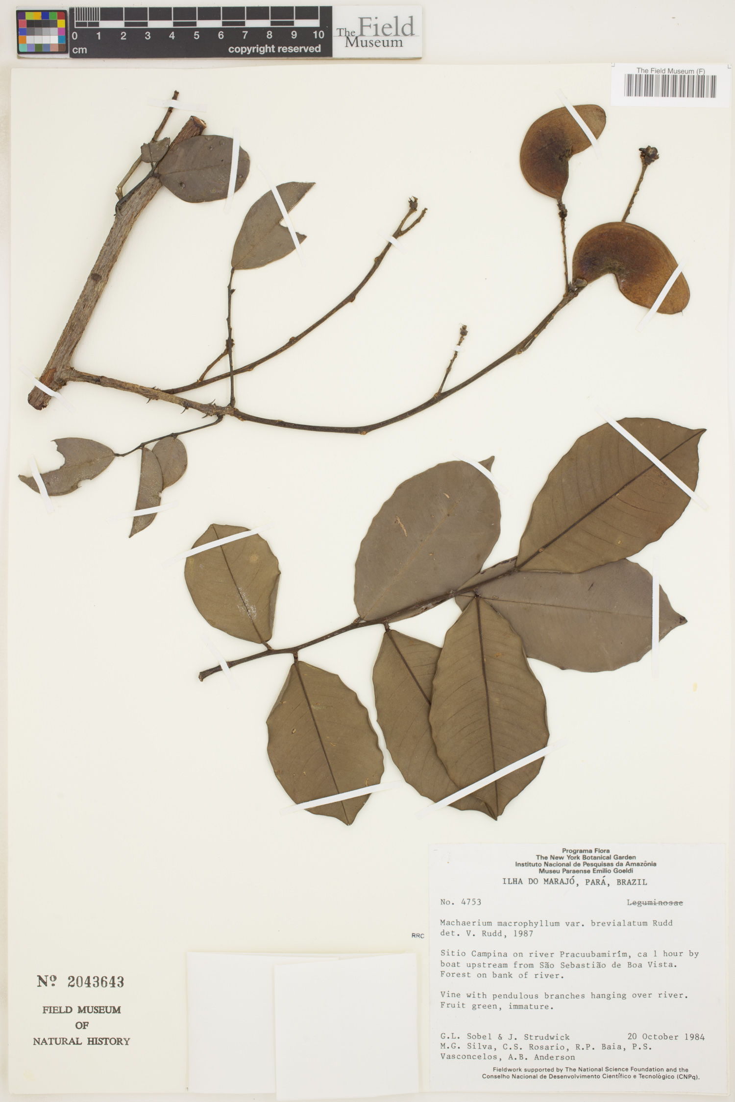 Machaerium macrophyllum image