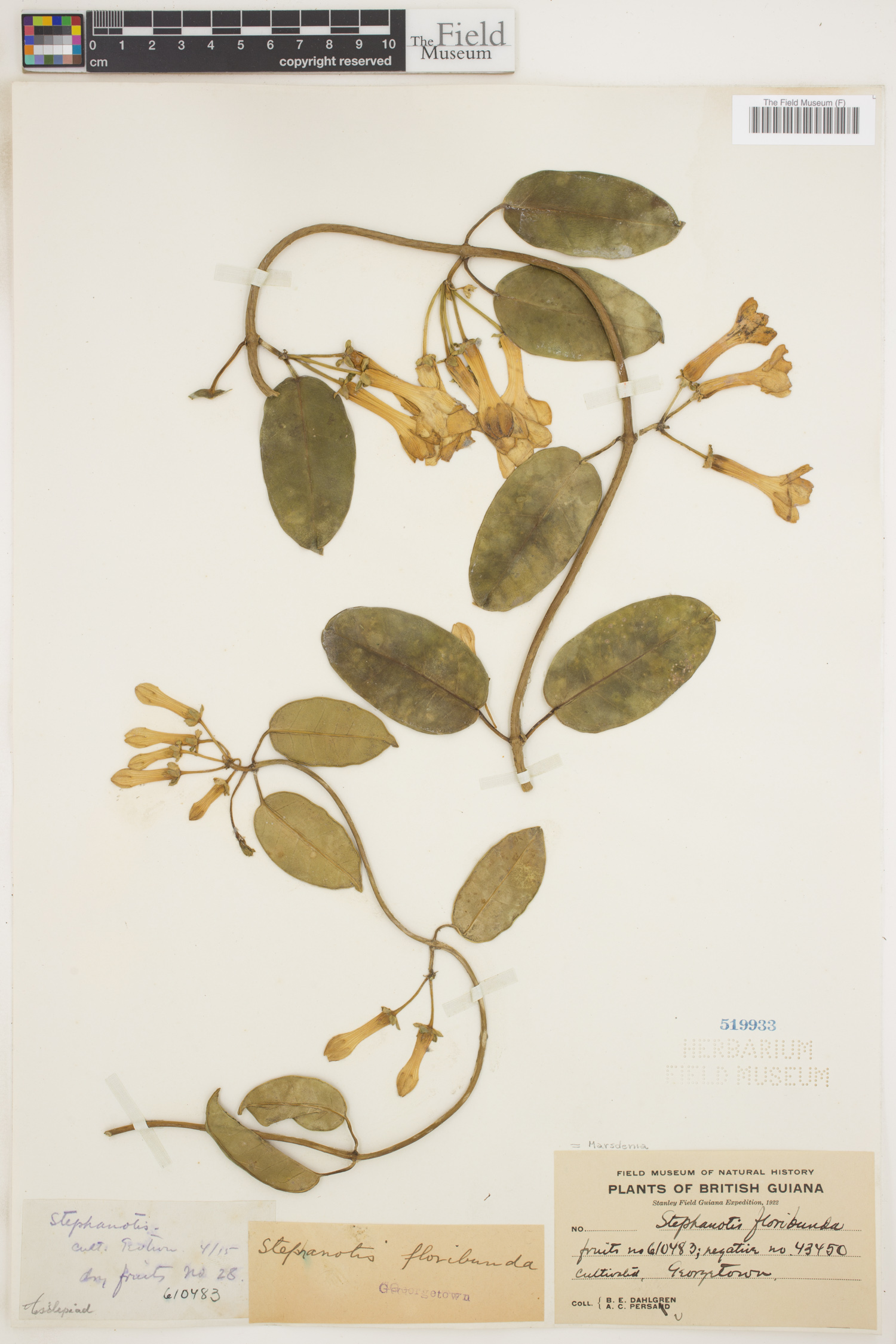 Marsdenia floribunda image