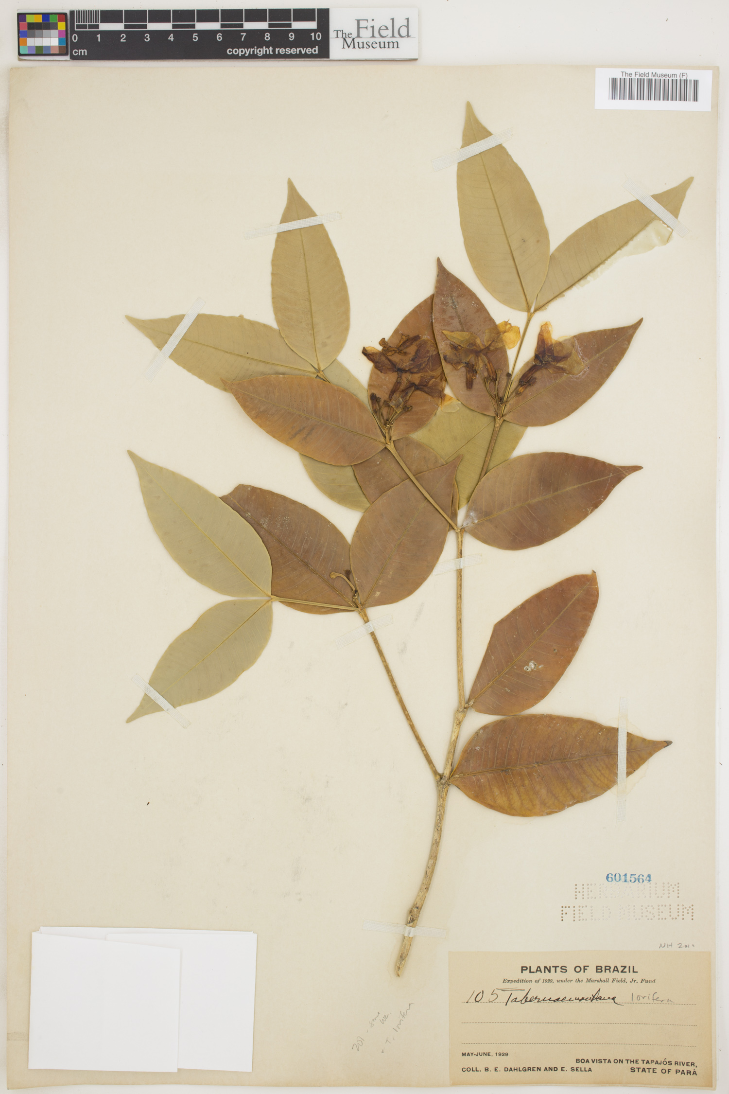 Tabernaemontana lorifera image