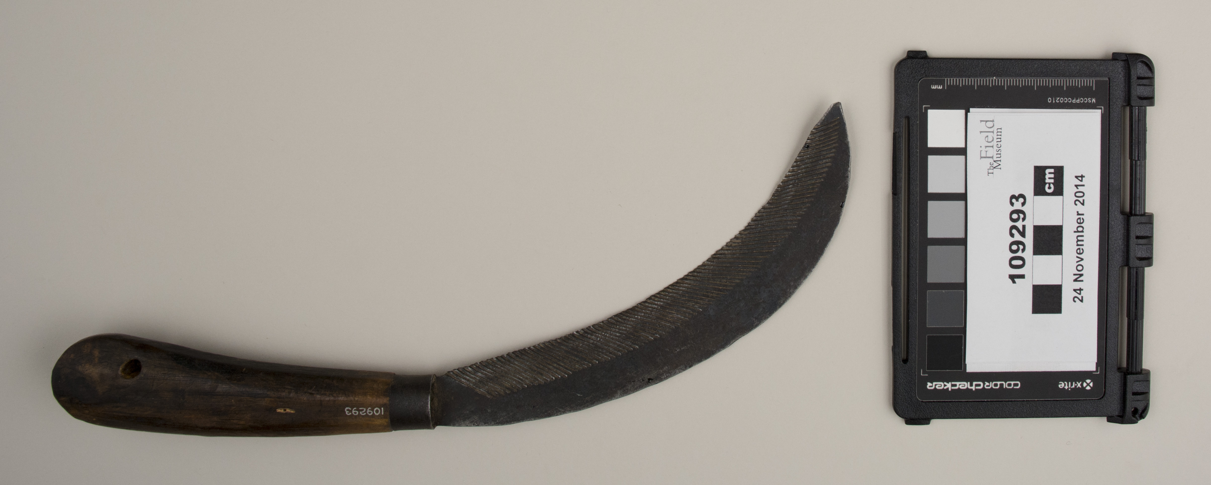 top (c) Field Museum of Natural History - CC BY-NC 4.0