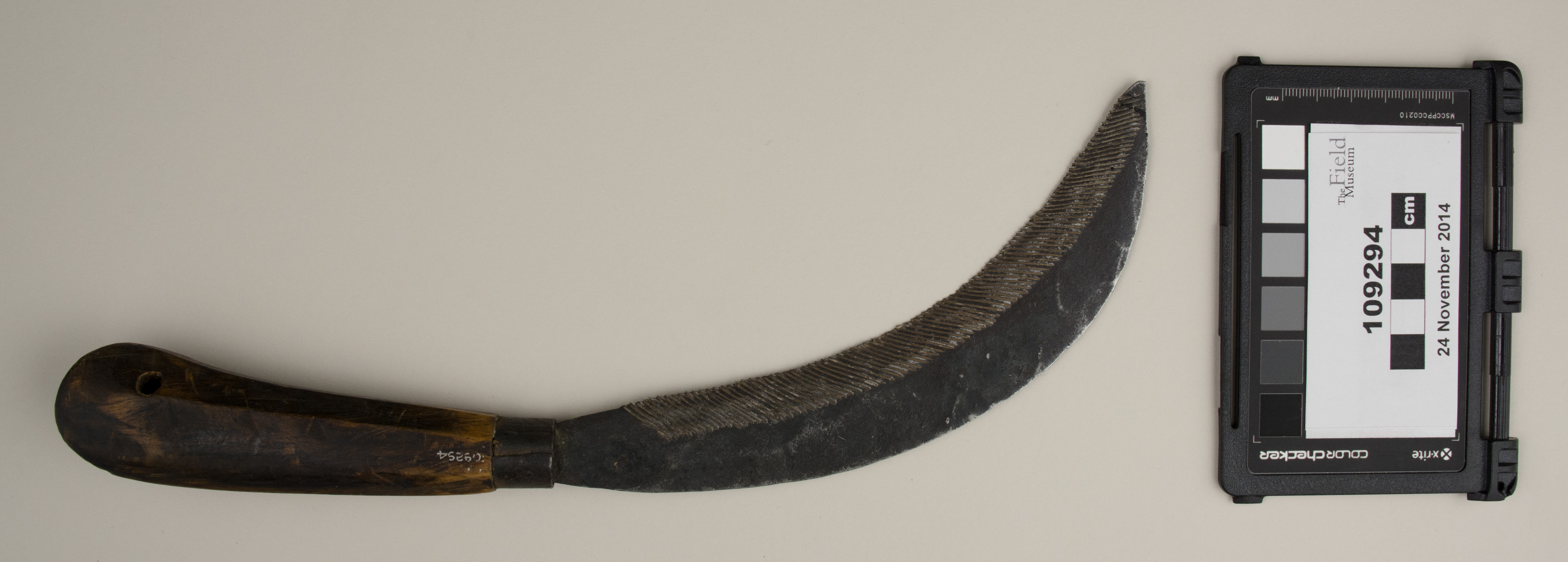 top (c) Field Museum of Natural History - CC BY-NC 4.0