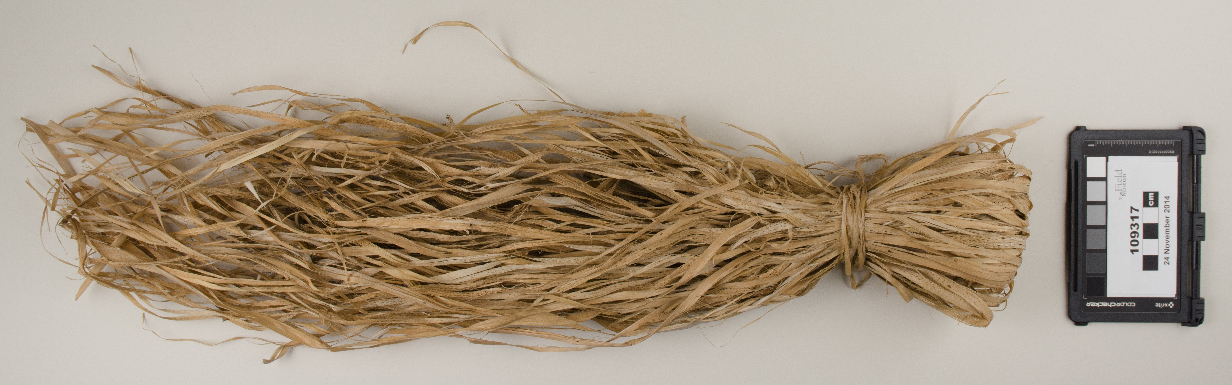 top (c) Field Museum of Natural History - CC BY-NC 4.0