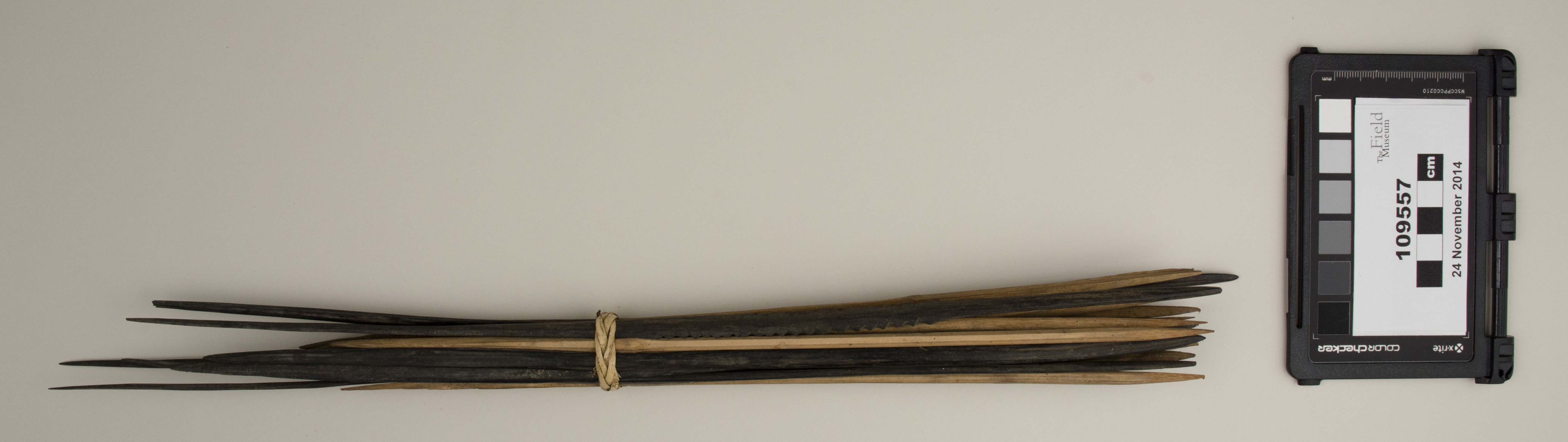 top (c) Field Museum of Natural History - CC BY-NC 4.0