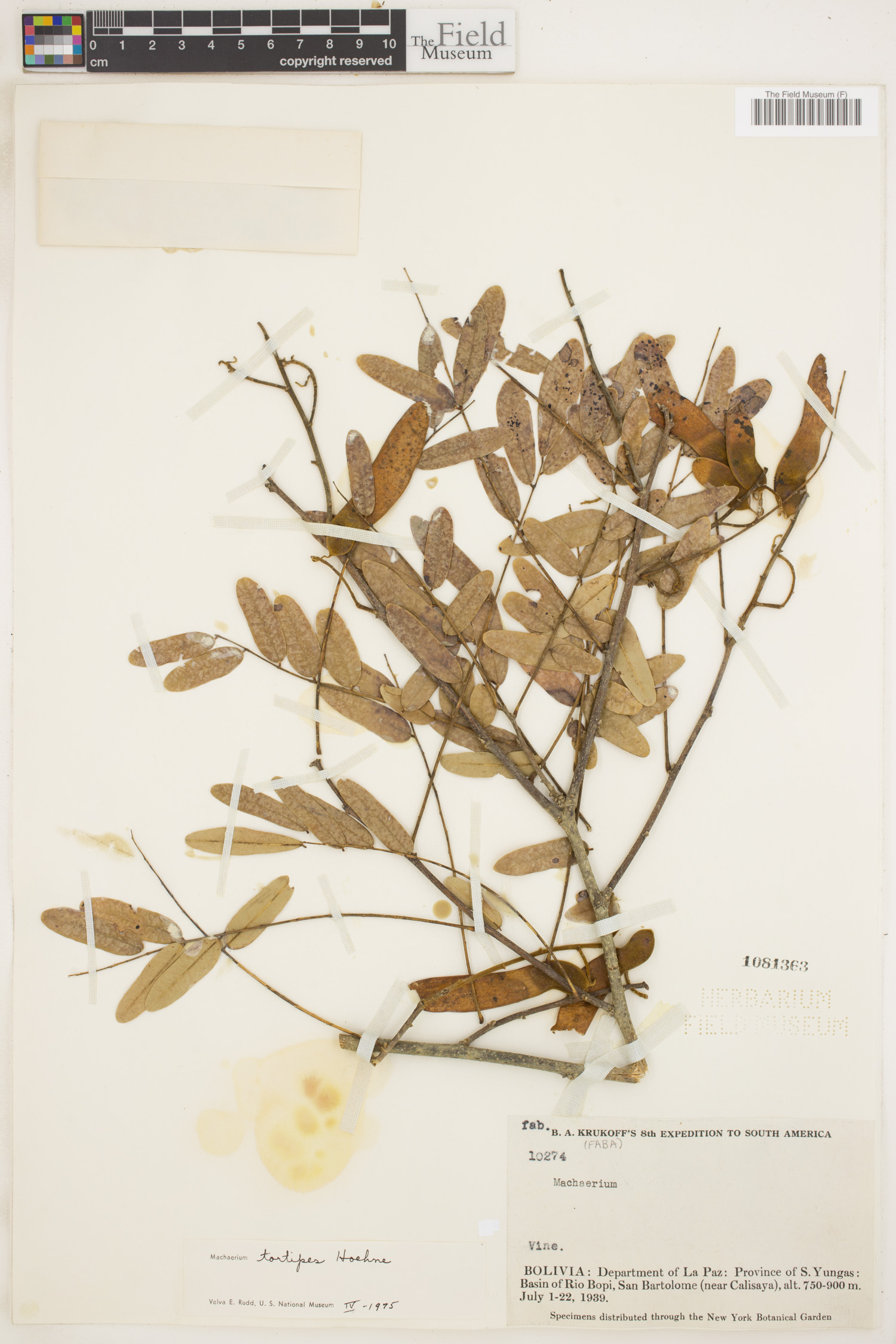 Machaerium tortipes image