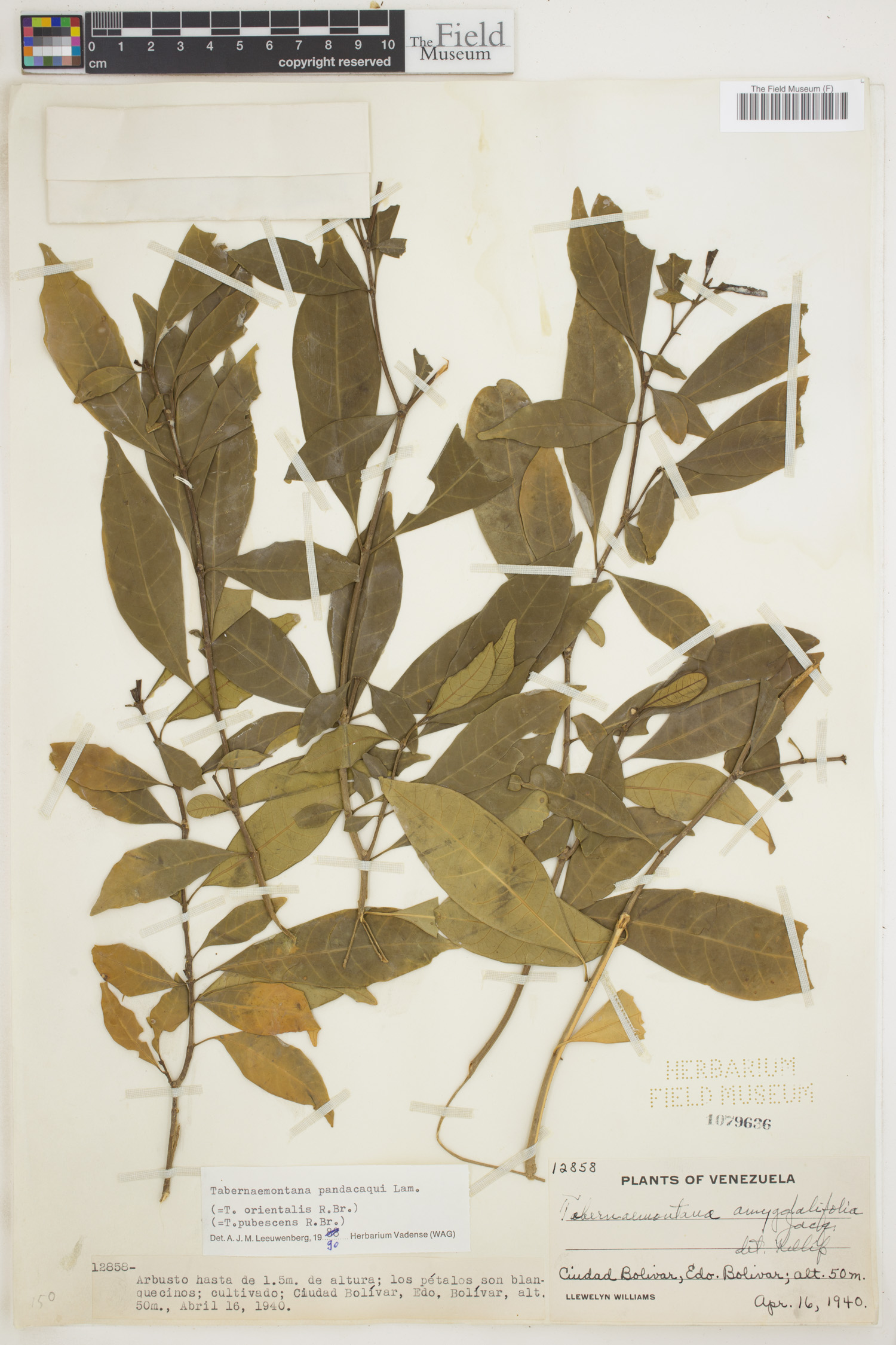 Tabernaemontana pandacaqui image
