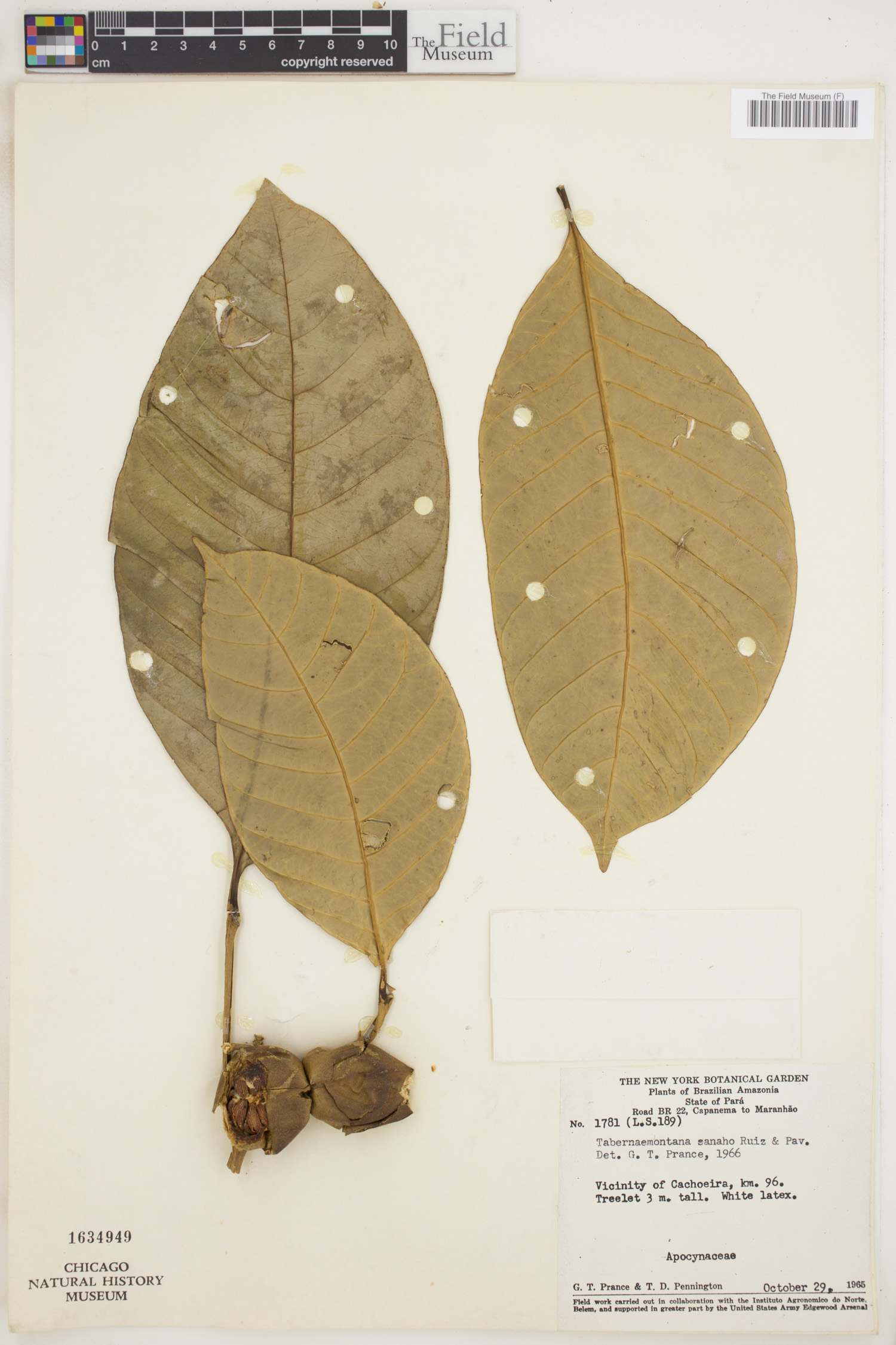 Tabernaemontana sananho image