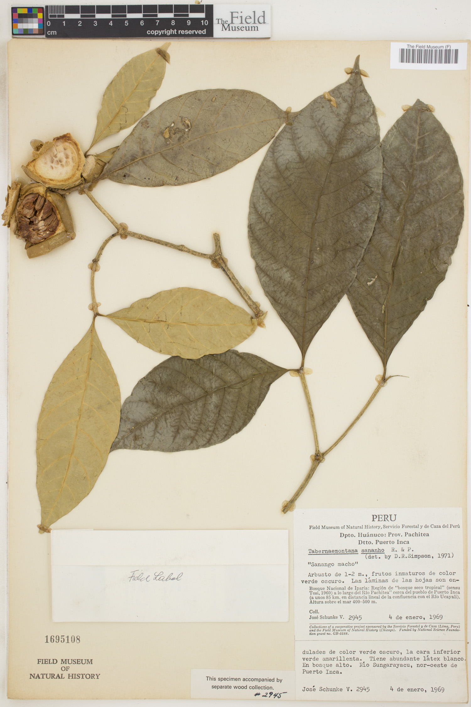 Tabernaemontana sananho image
