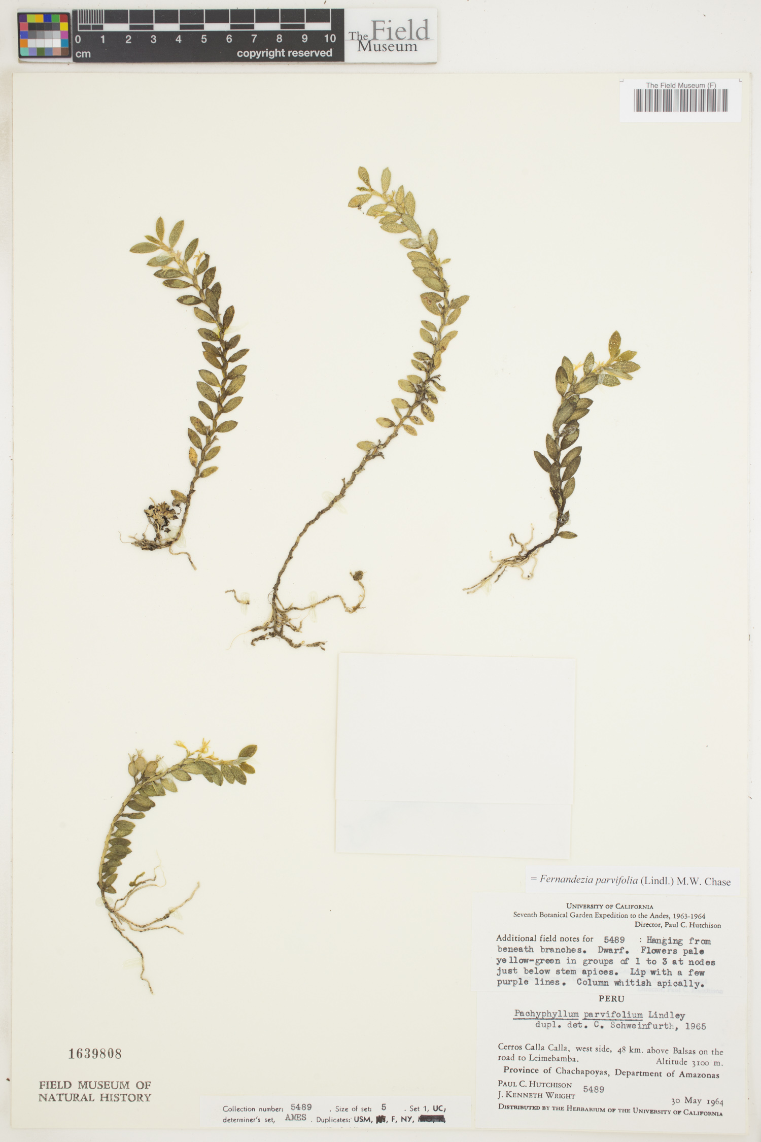 Fernandezia parvifolia image