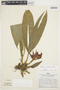 Paphinia cristata image