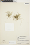 Phymatidium falcifolium image