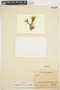 Maxillaria oakes-amesiana image