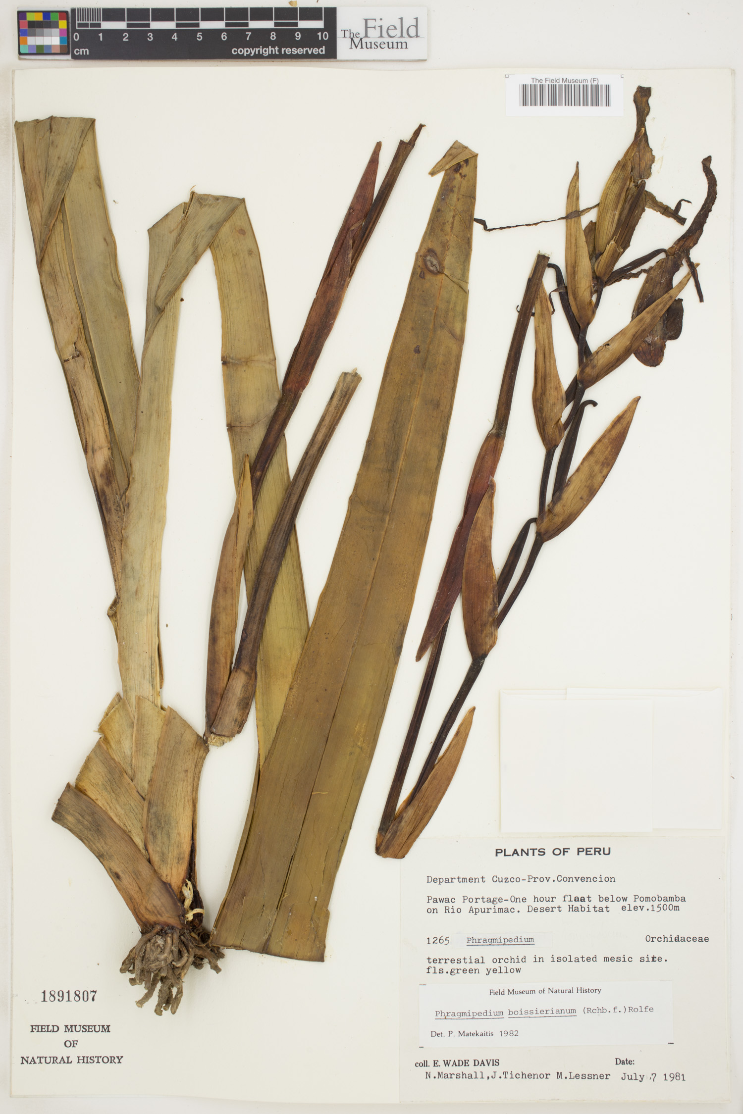 Phragmipedium boissierianum image