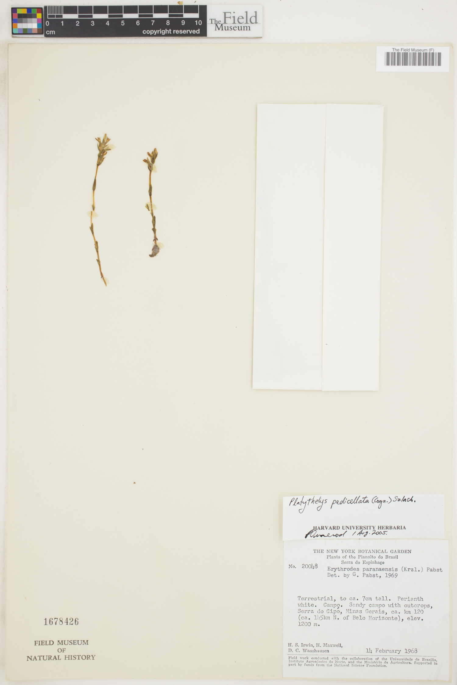 Aspidogyne pedicellata image