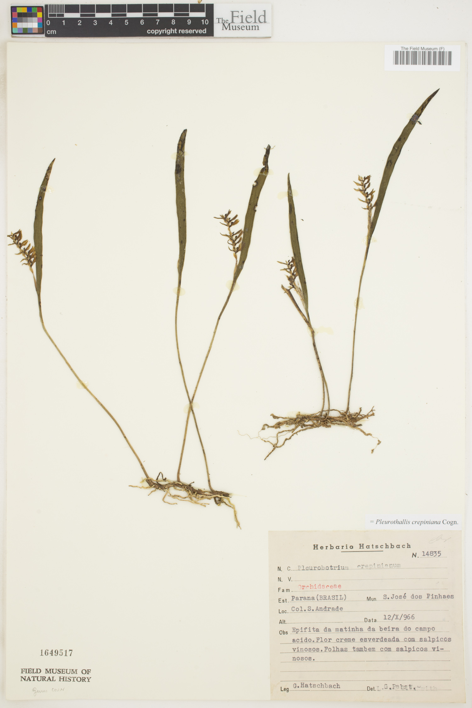 Acianthera crepiniana image