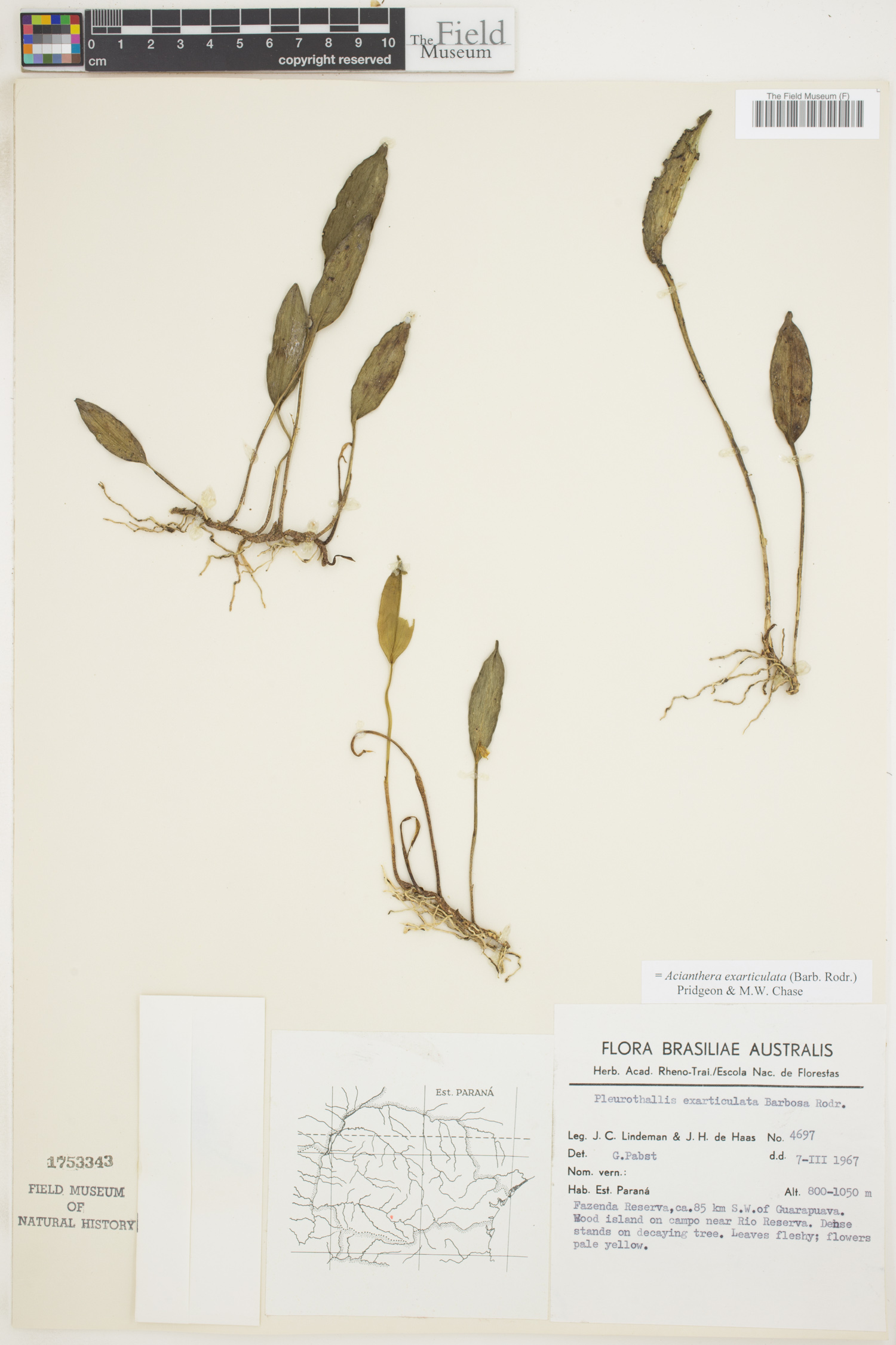 Acianthera exarticulata image