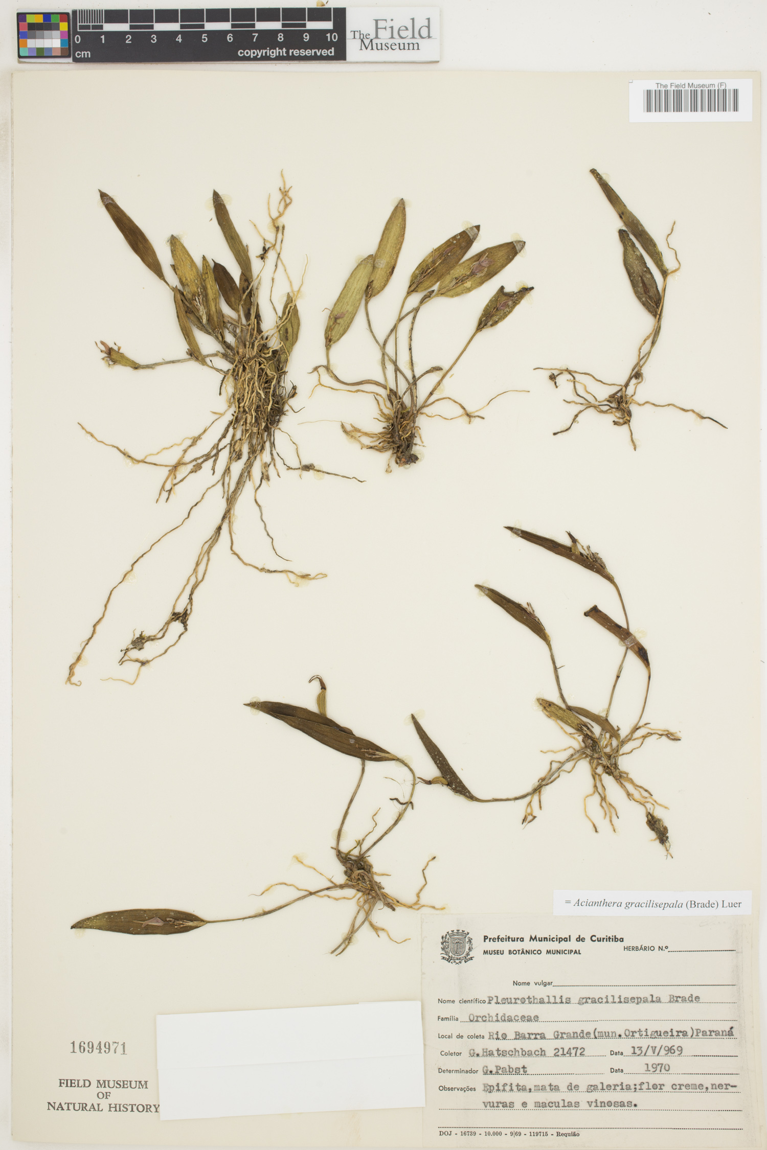 Acianthera gracilisepala image