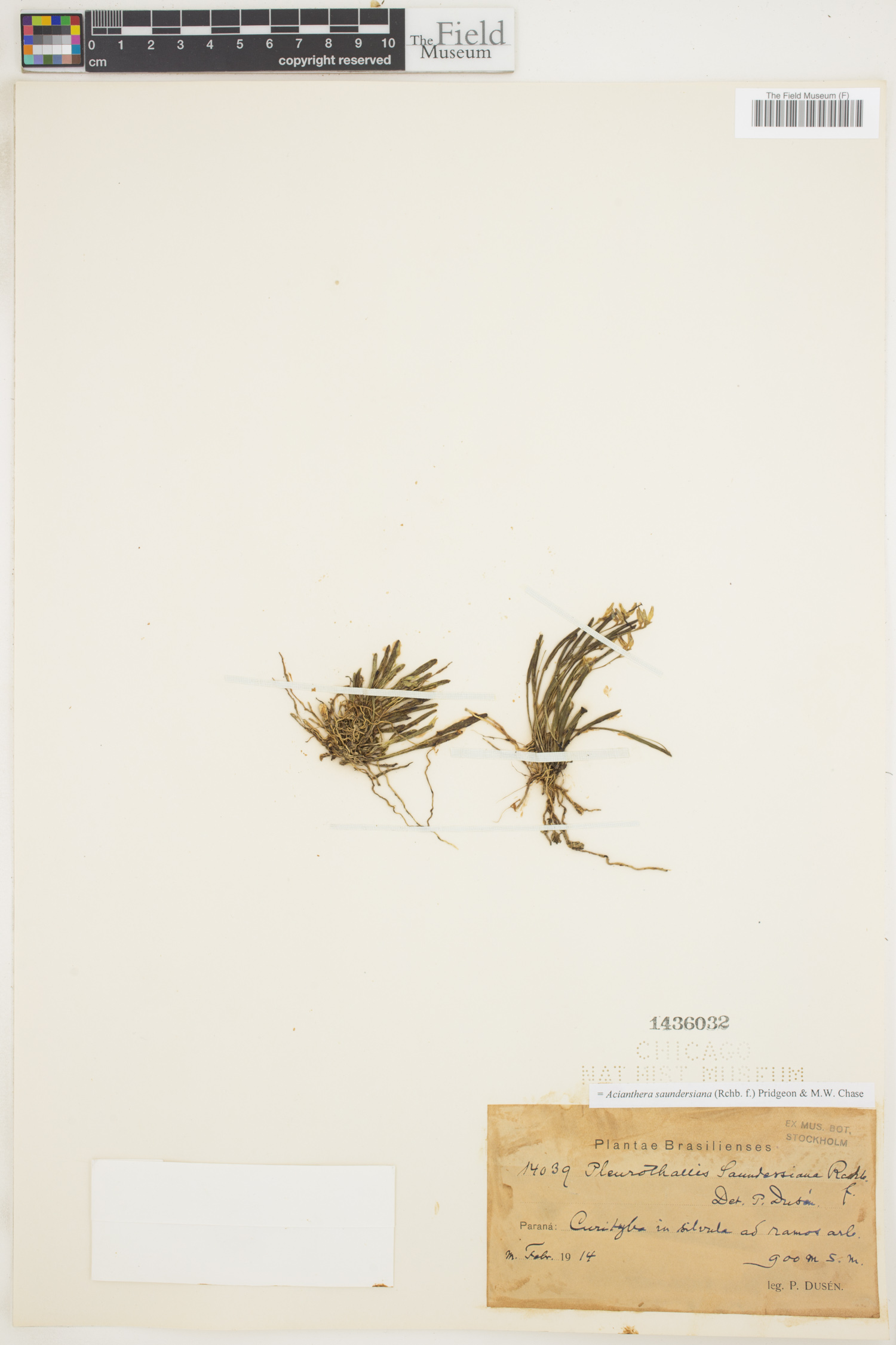 Acianthera saundersiana image
