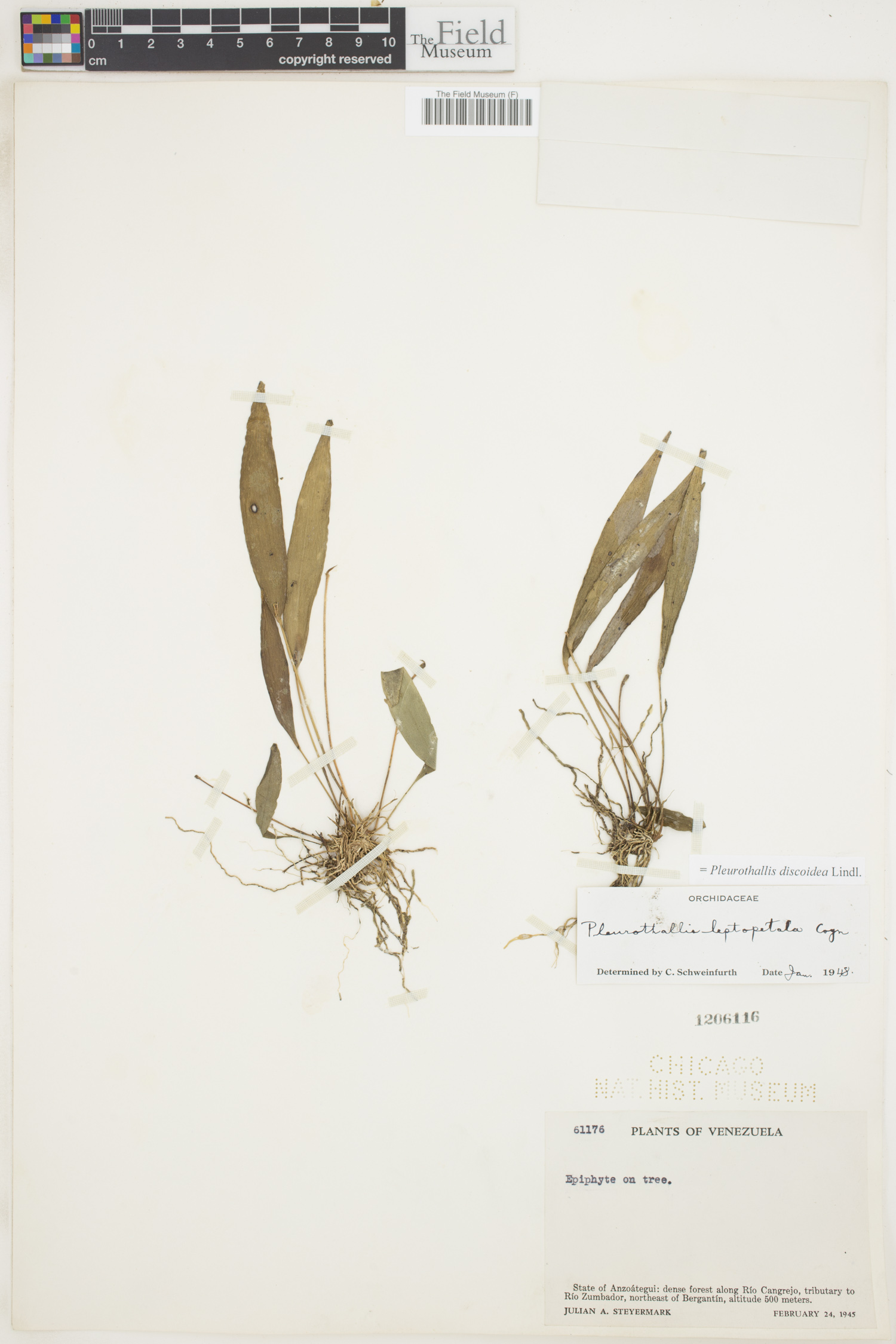 Pleurothallis discoidea image