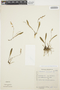 Anathallis linearifolia image