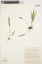 Acianthera capillaris image