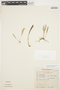 Acianthera hygrophila image