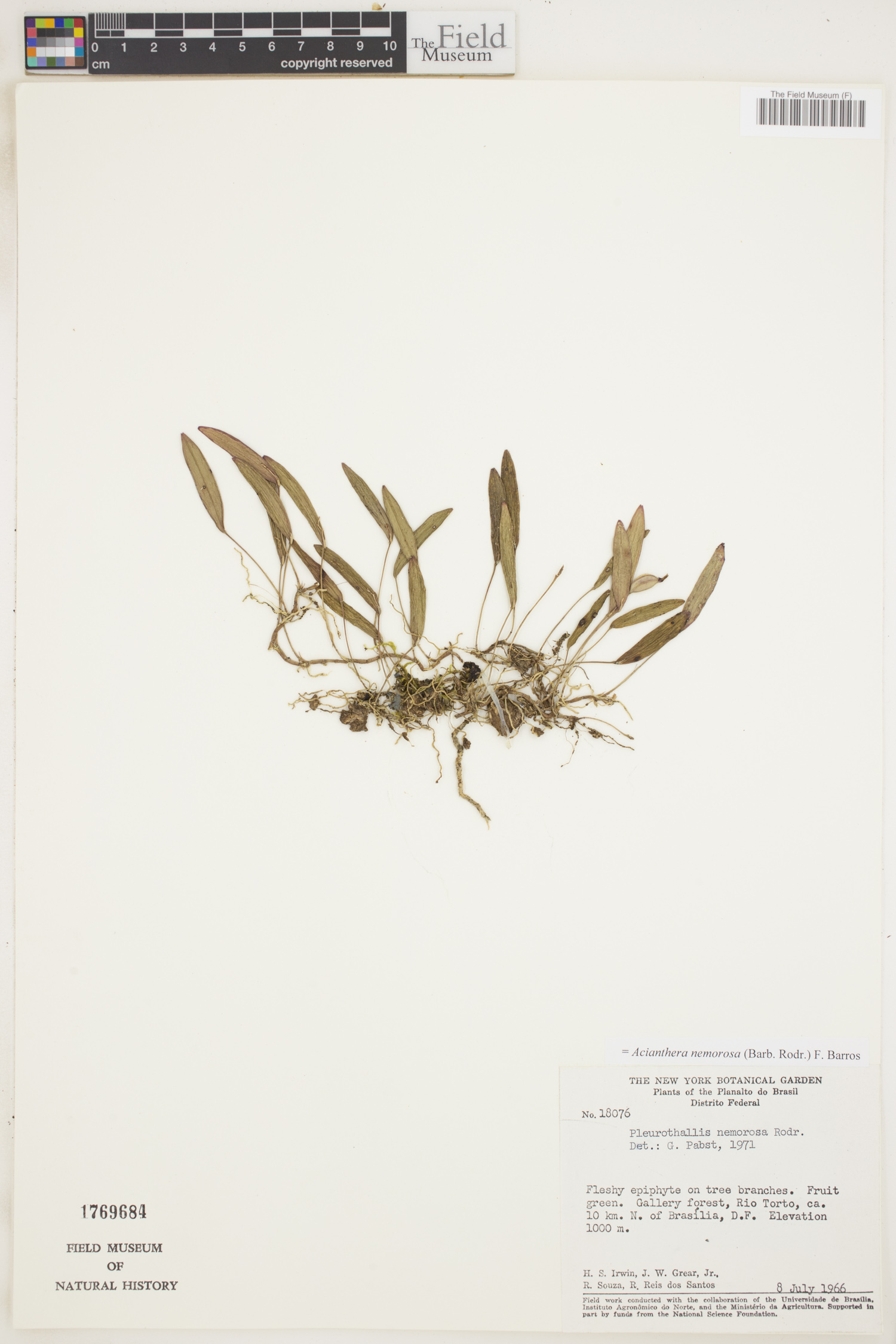 Acianthera nemorosa image