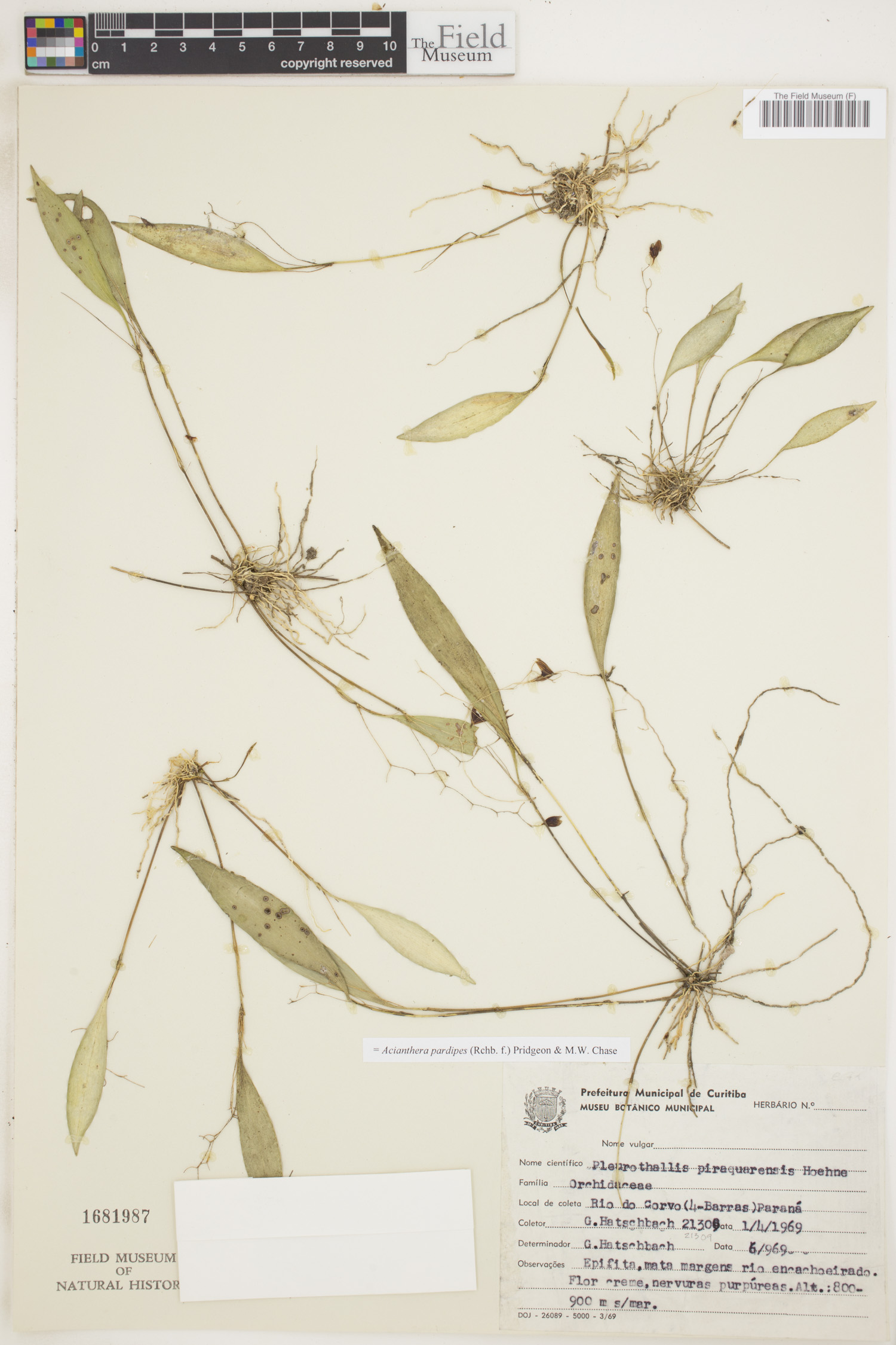 Acianthera pardipes image
