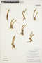 Acianthera teres image