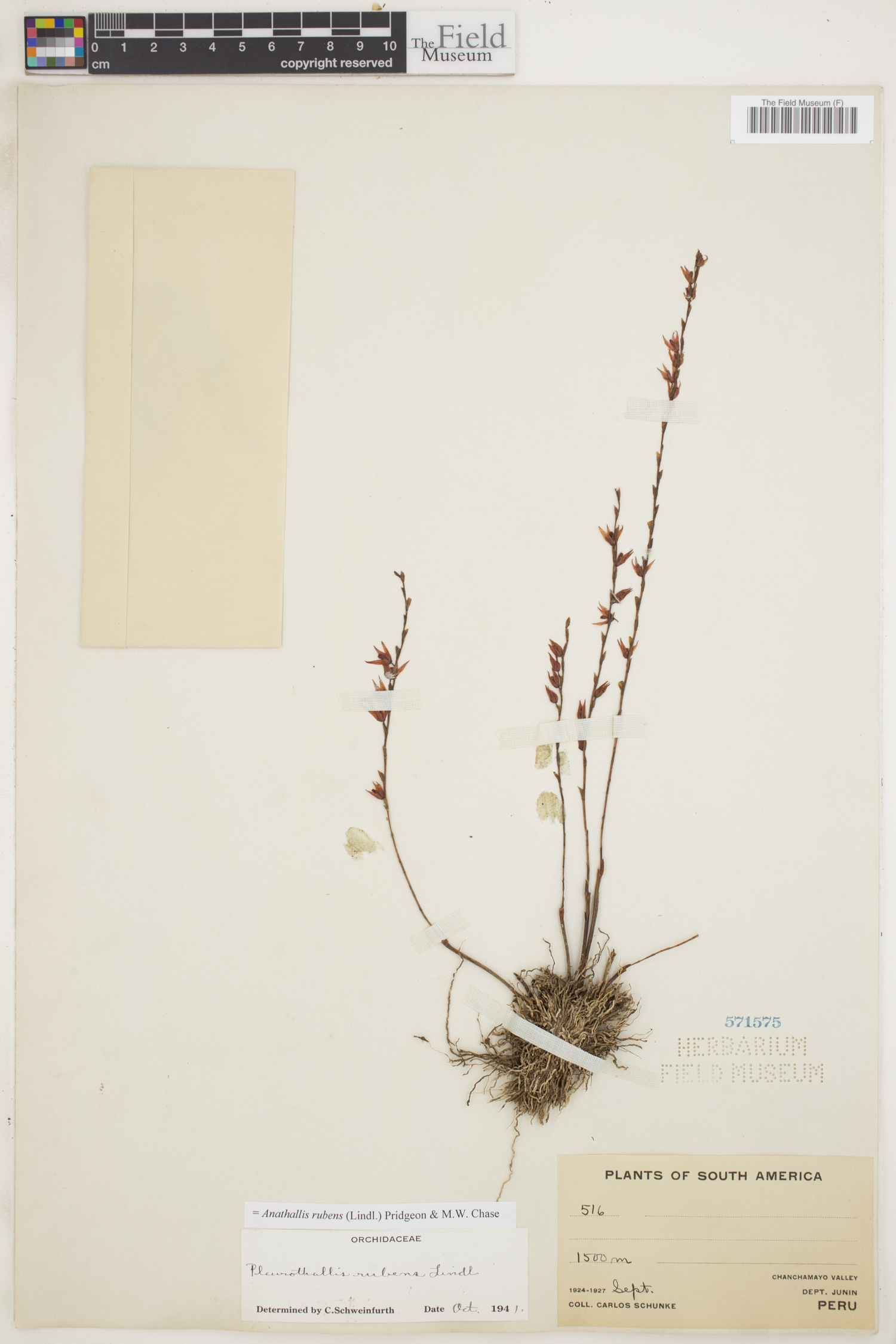 Anathallis rubens thumbnail