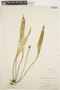 Myoxanthus monophyllus image
