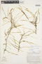Myoxanthus trachychlamys image