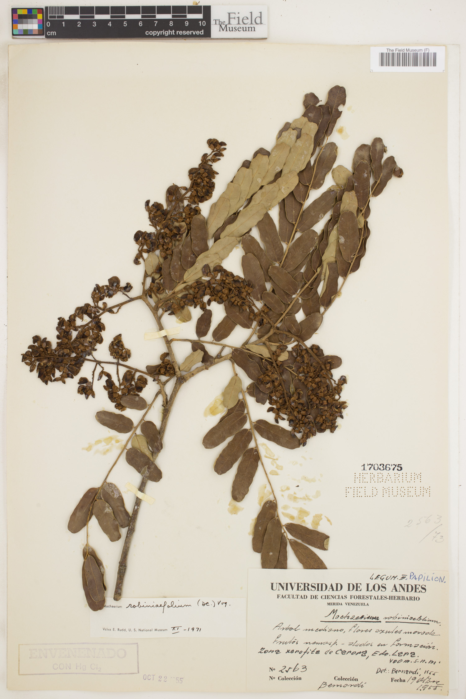 Machaerium robiniifolium image