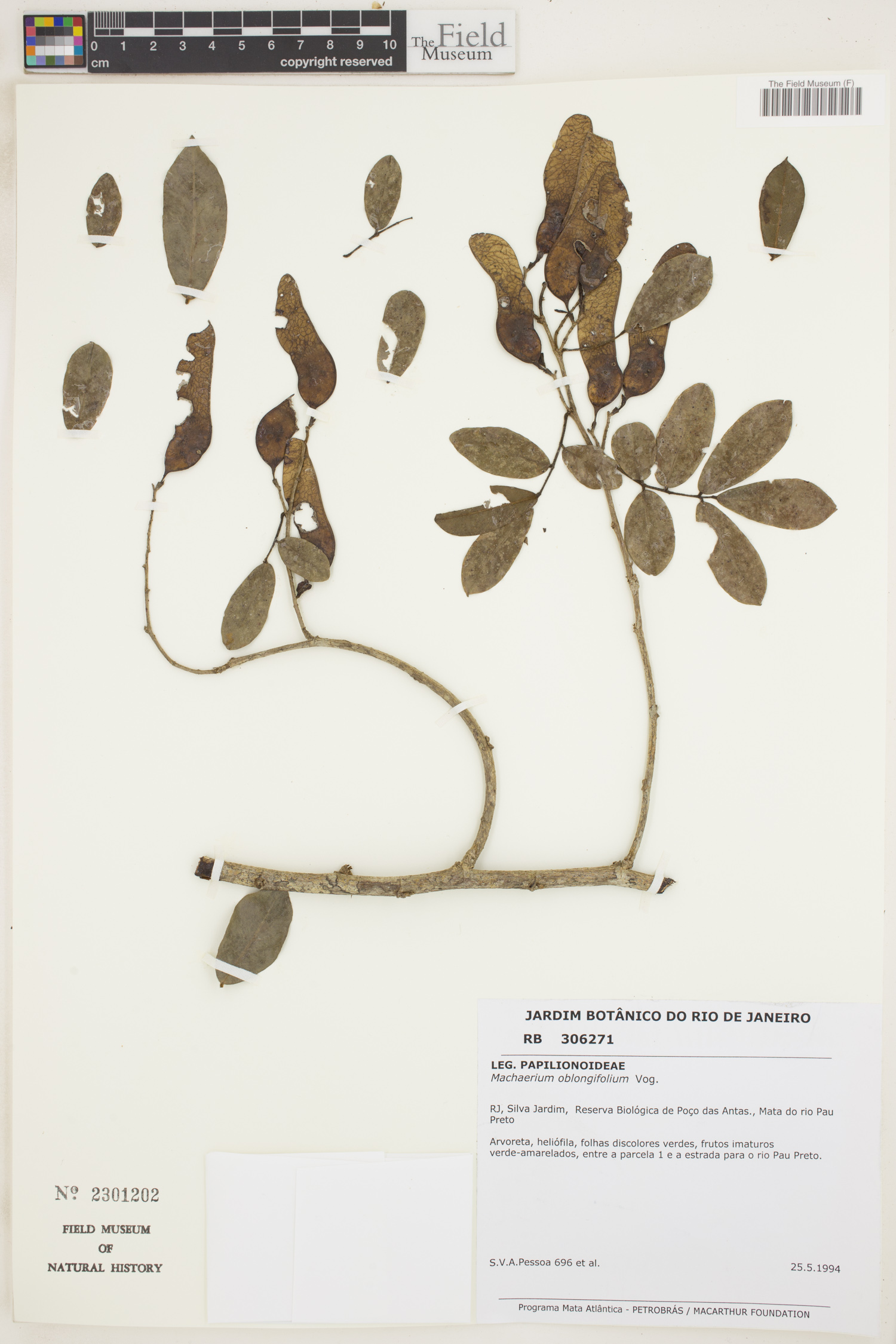 Machaerium oblongifolium image