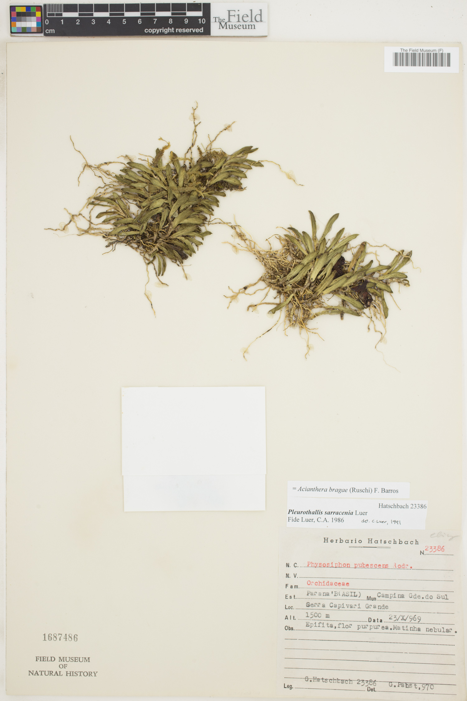 Acianthera bragae image