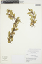 Acianthera recurva image
