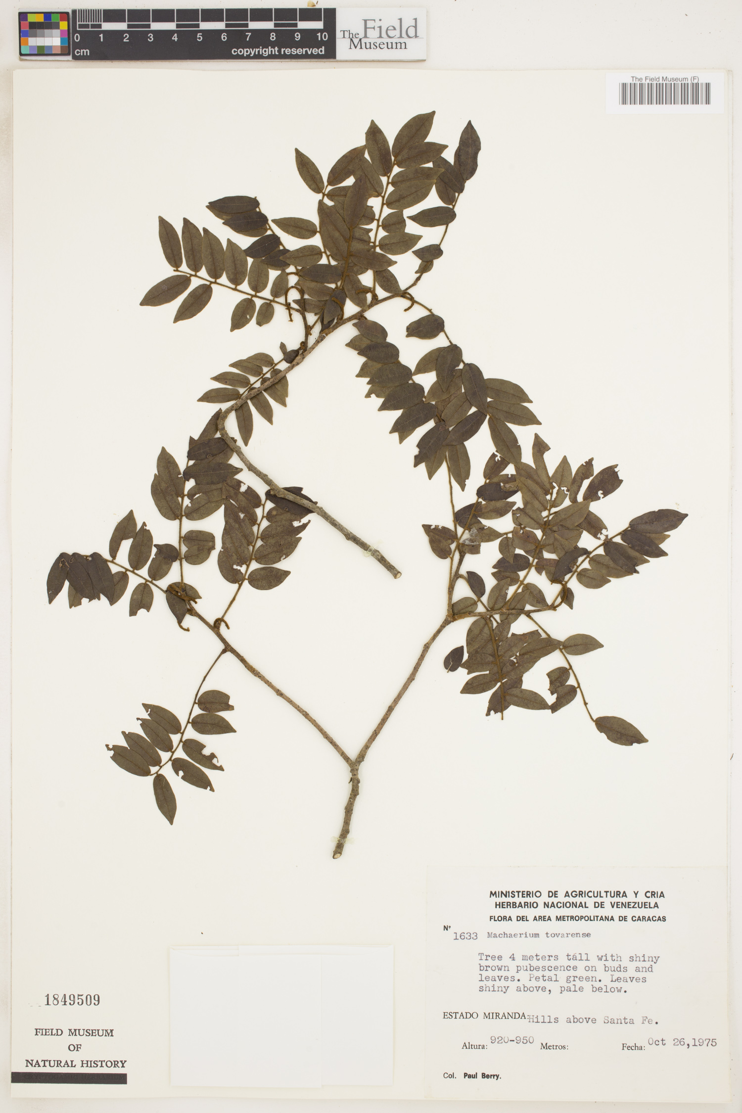 Machaerium tovarense image