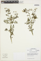 Solanum brachyantherum image